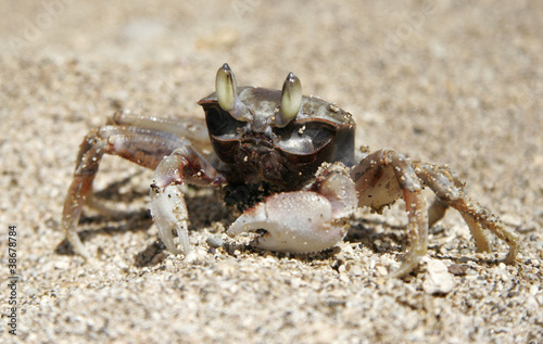Brown Sand Crab On A Beach