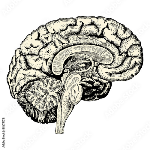 Cerveau