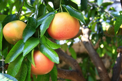 Canvas-taulu Grapefruit
