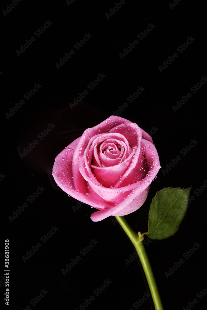 Pink rose Pink rose