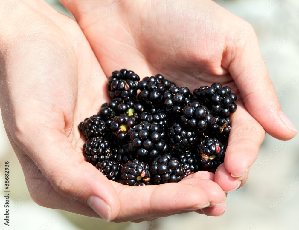 Handful of ripe blackberries in hands Handful of ripe blackberries in hands