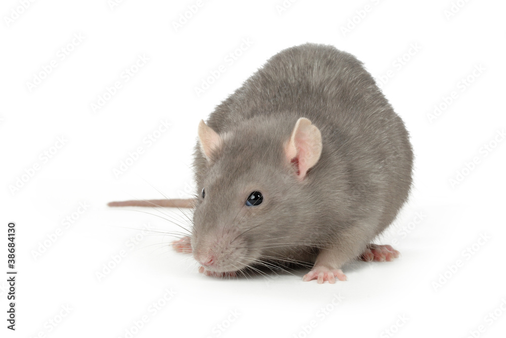 rat gris au regard inquiétant