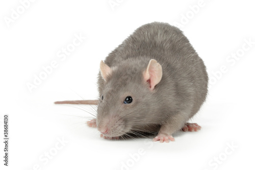 rat gris au regard inquiétant