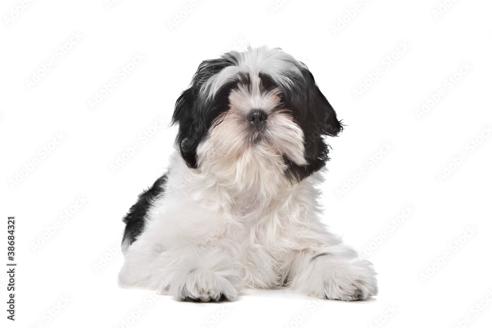 Shih Tzu dog Shih Tzu dog