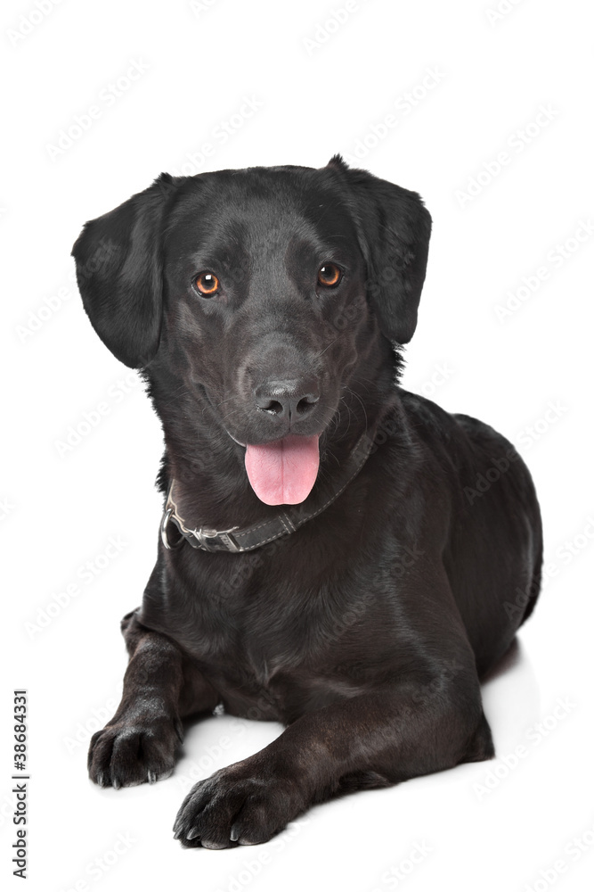 black Labrador black Labrador