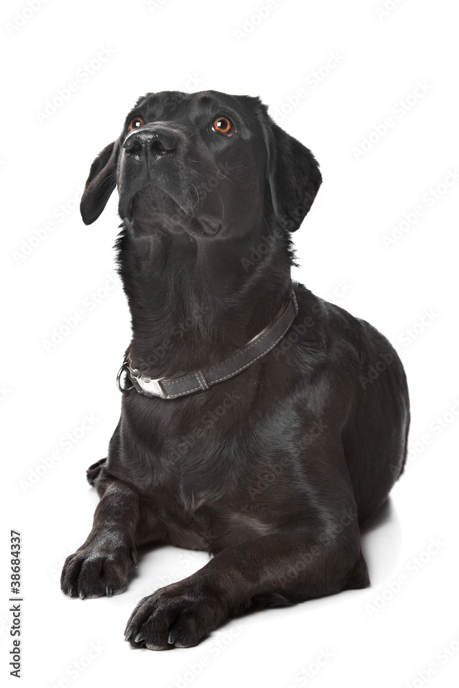 black Labrador