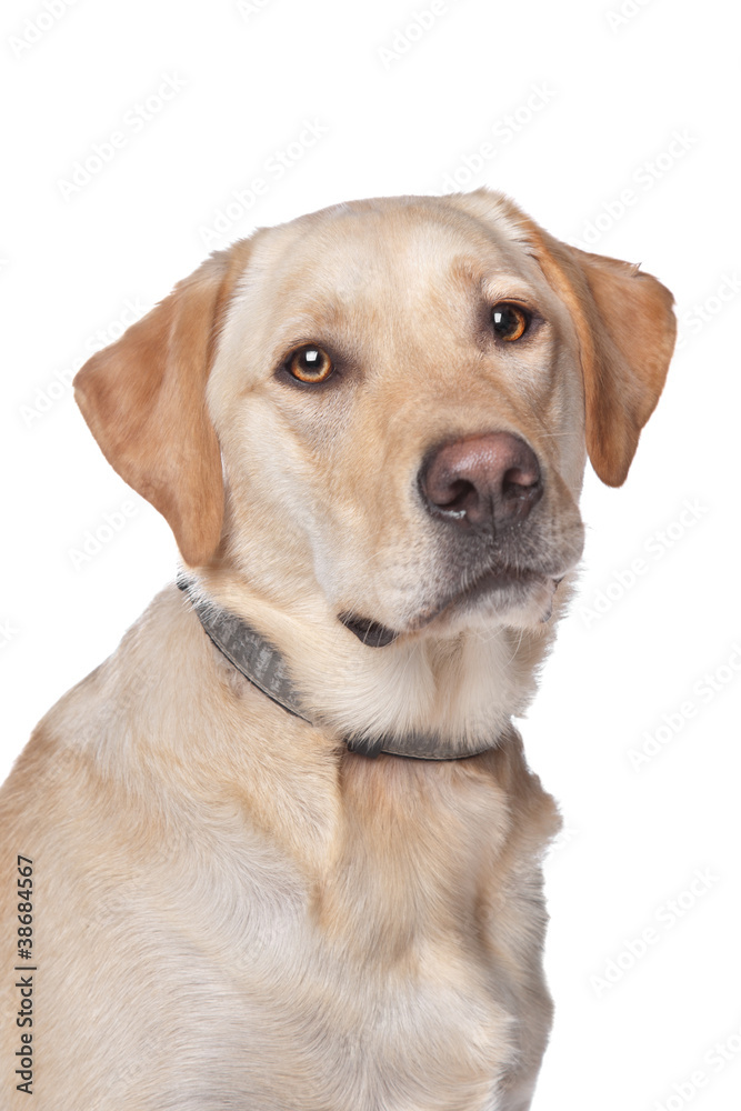 Yellow Labrador Retriever Yellow Labrador Retriever