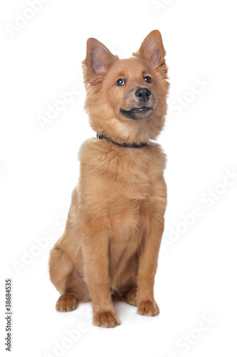 mixed breed dog,sheltie and Eurasiër