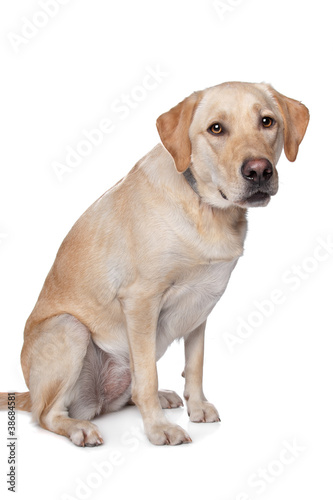 Yellow Labrador Retriever