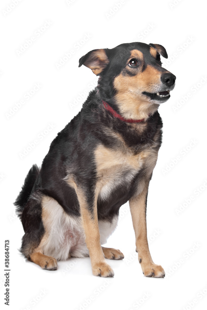 mixed breed dog mixed breed dog