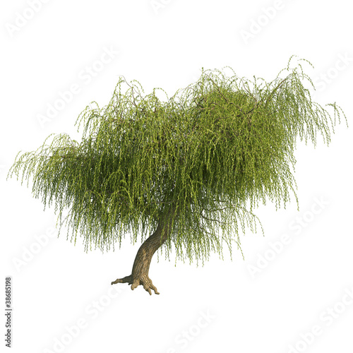 Willow tree CG