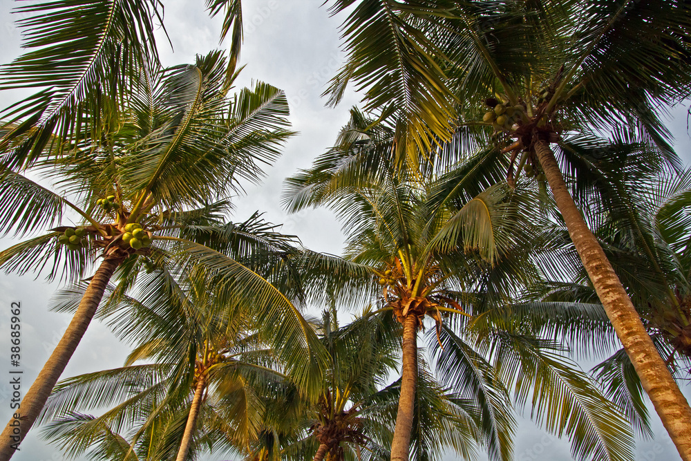 Obraz premium Palmen