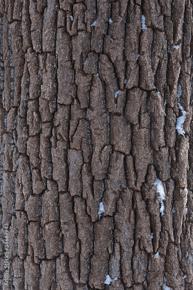 Tree bark Tree bark