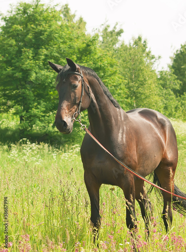 beautiful breed chocolat mare in field