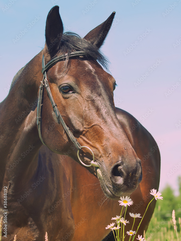 Fototapeta premium portrait of beautiful mare with daisy art toned
