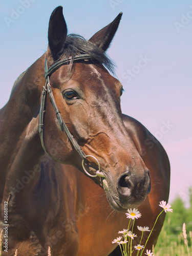portrait of beautiful mare with daisy art toned