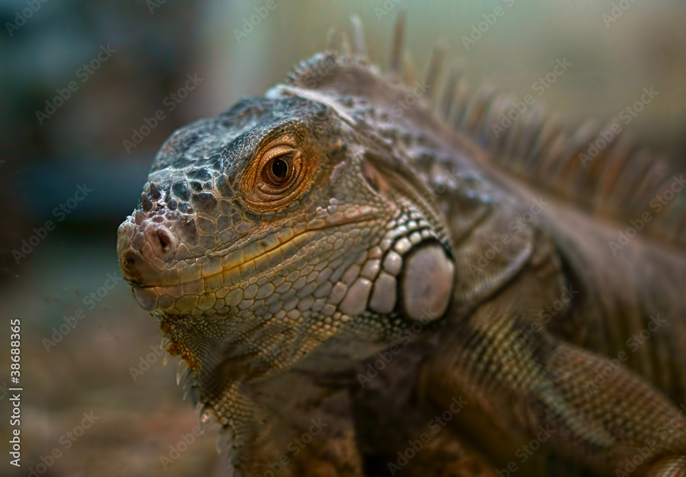 Fototapeta premium iguana