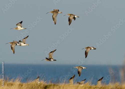 A group of Long-billed Curlew, (Numenius arquata) flying