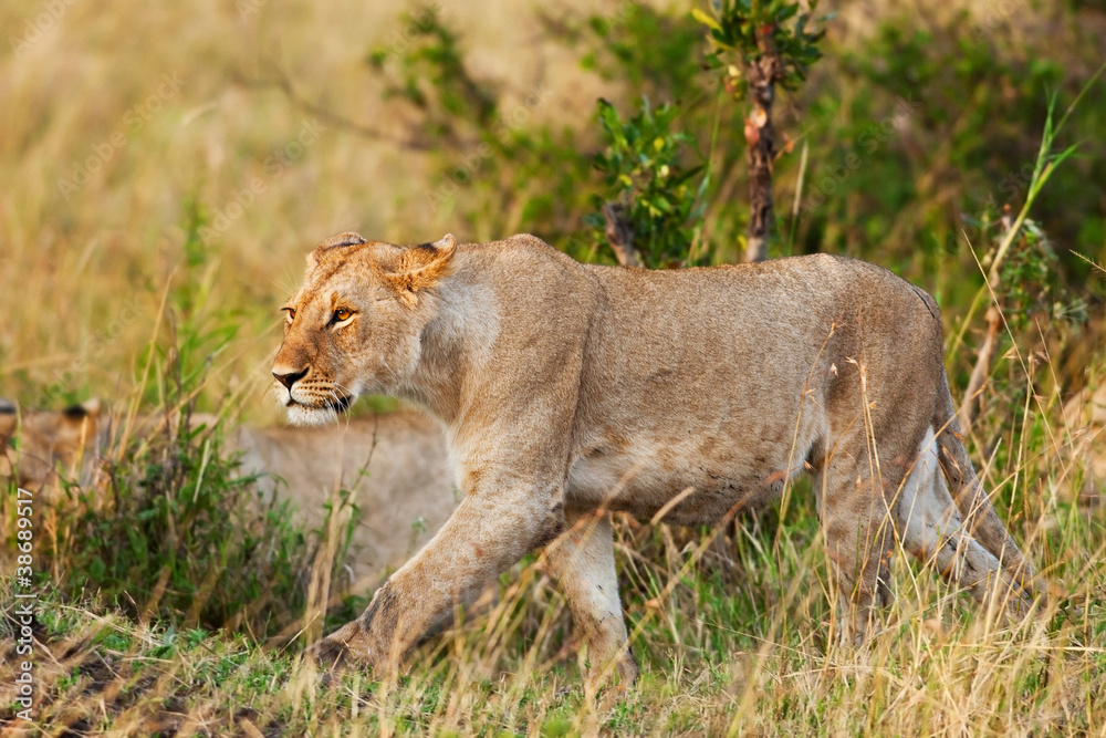 African Lioness in the Maasai Mara National Park, Kenya African Lioness in the Maasai Mara National Park, Kenya