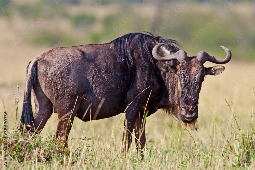 Blue Wildebeest - Maasai Mara National Park in Kenya, Africa Blue Wildebeest - Maasai Mara National Park in Kenya, Africa