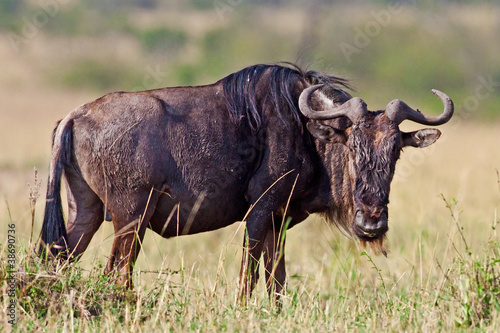 Blue Wildebeest - Maasai Mara National Park in Kenya  Africa