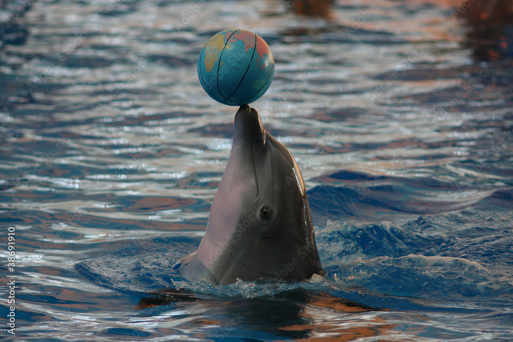 Obraz premium Big dolphin playing with a colorful ball in a pool