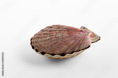 Fototapeta Naklejka Na Ścianę i Meble -  coquille saint jacques