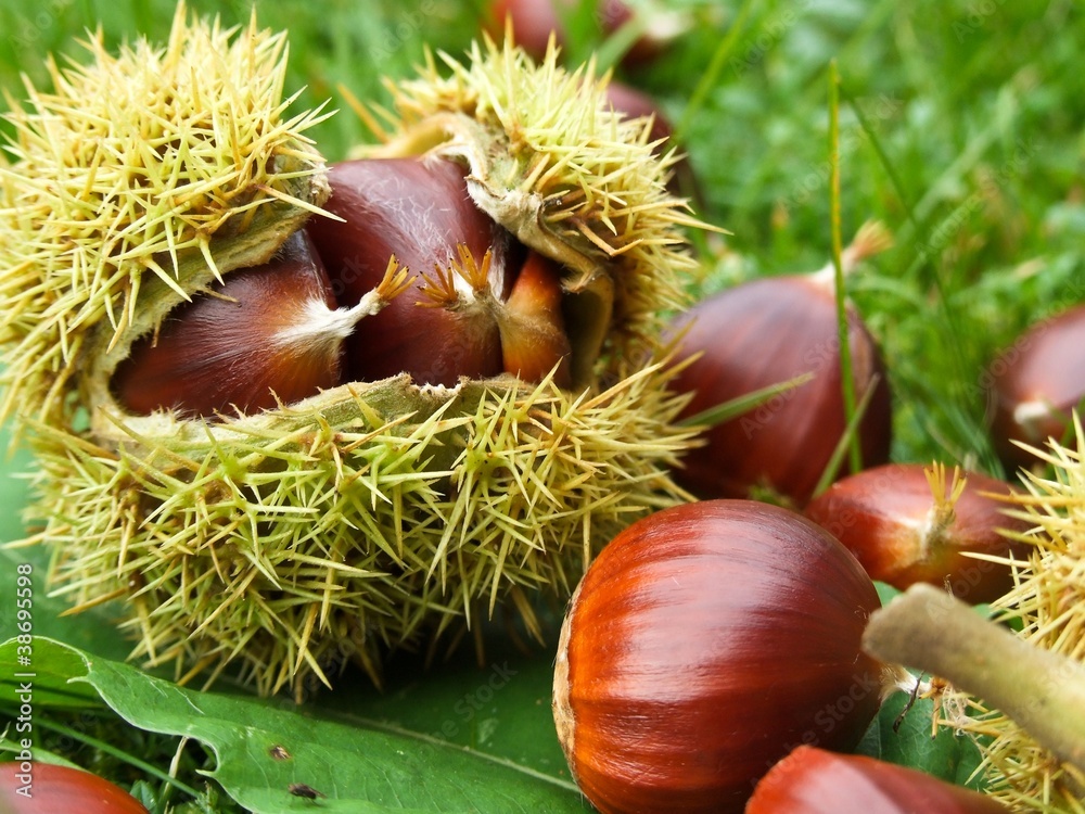 Esskastanien Esskastanien