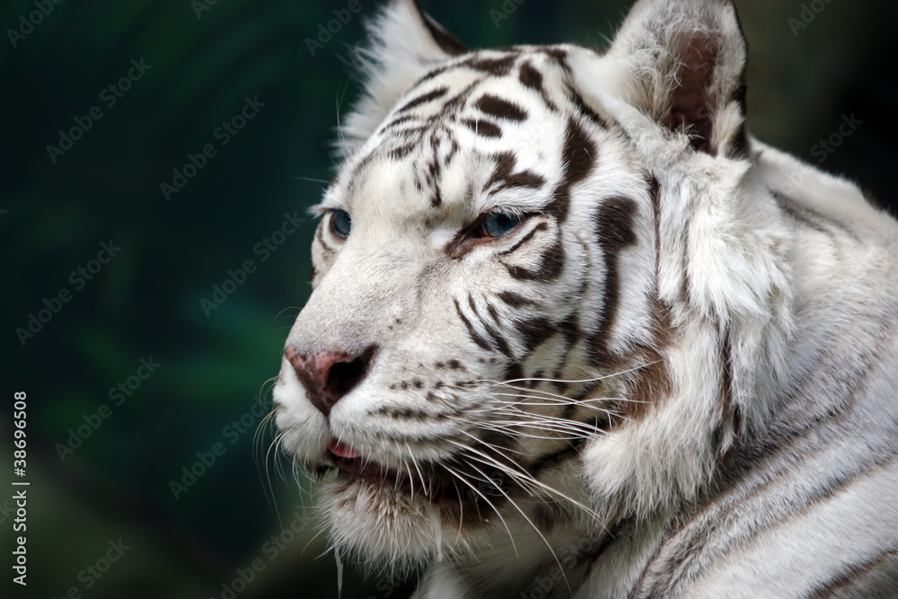 White Tiger