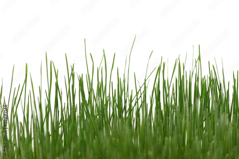 Grass isolated Grass isolated