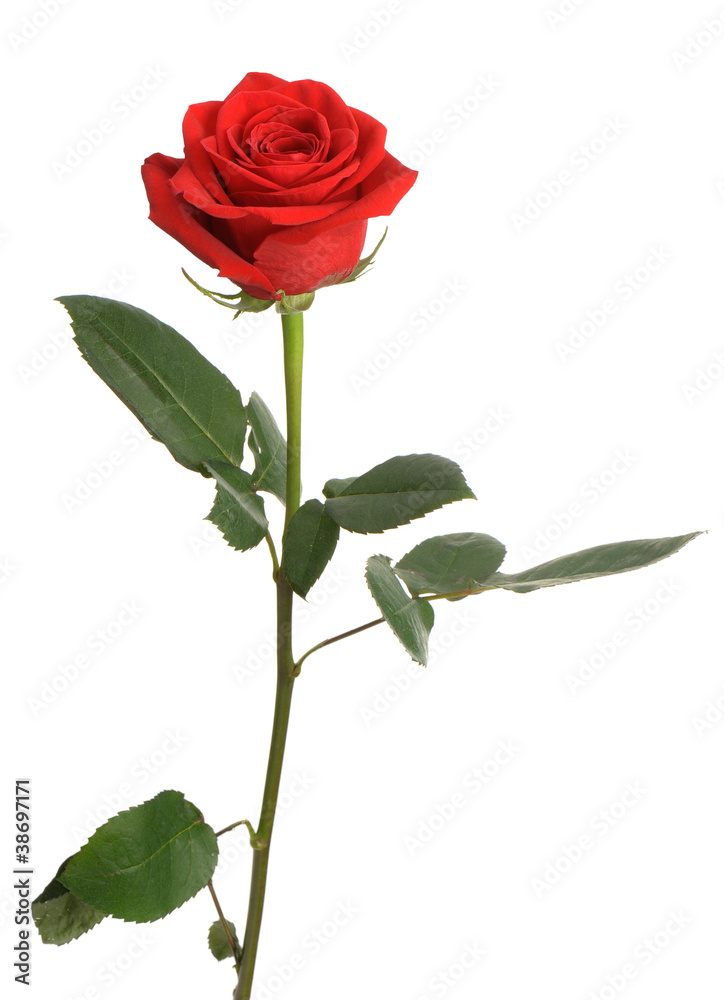 Red rose with water drops it is isolated on a white background Red rose with water drops it is isolated on a white background