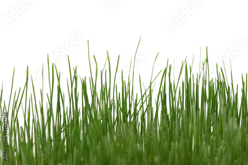 Grass isolated