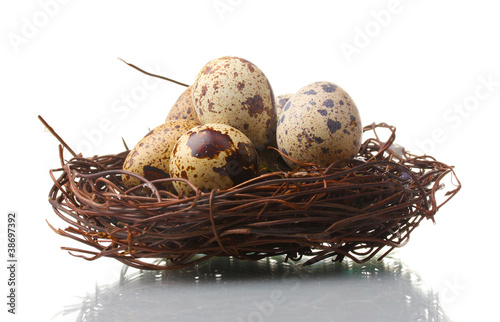 quail eggs in nest isolated on white