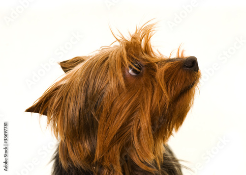 yorkshire terrier