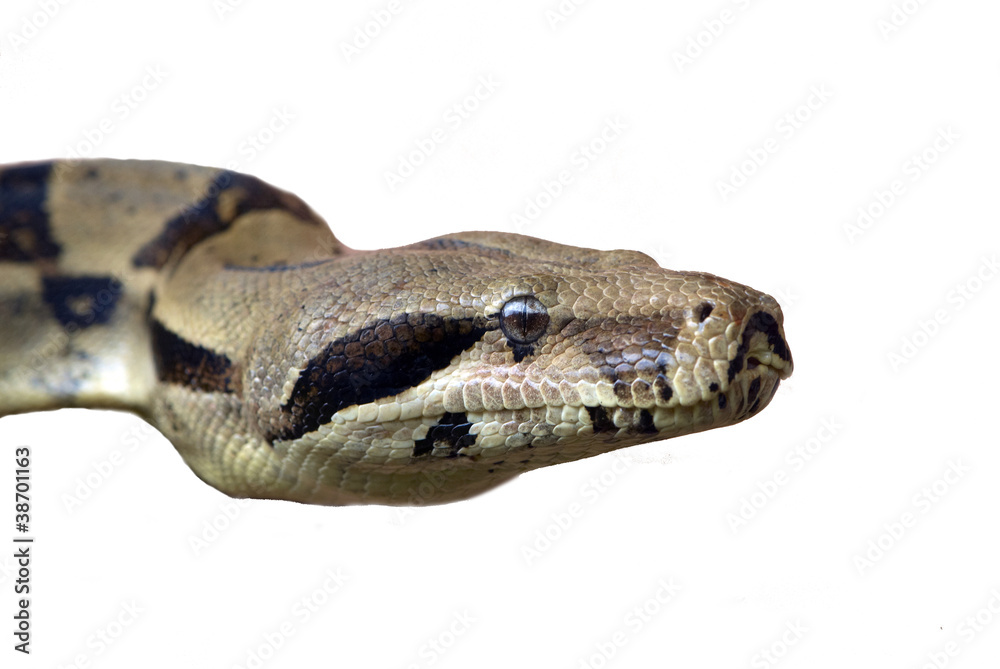 Naklejka premium snake