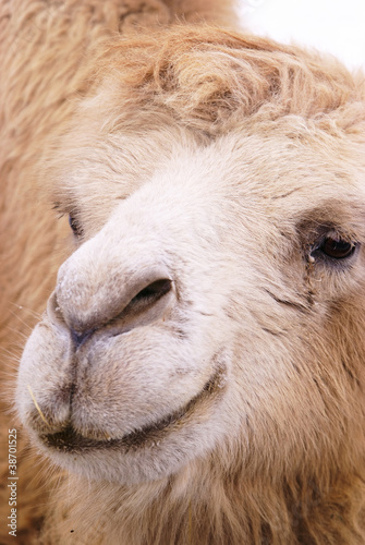 camel closeup portrait © Sergey Toronto