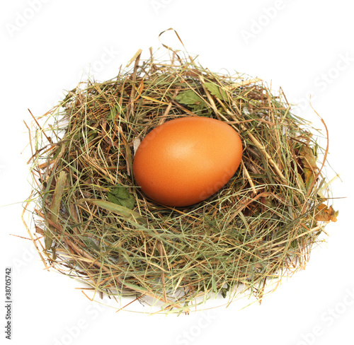 Egg in a nest photo