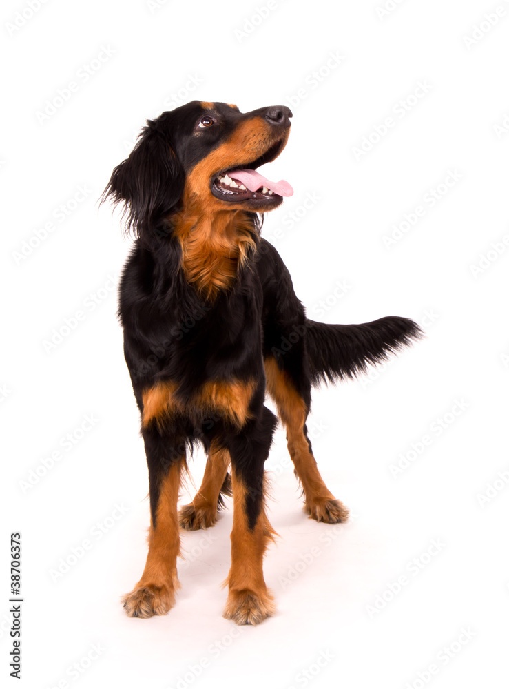 Beautiful dog, isolated on white background Beautiful dog, isolated on white background