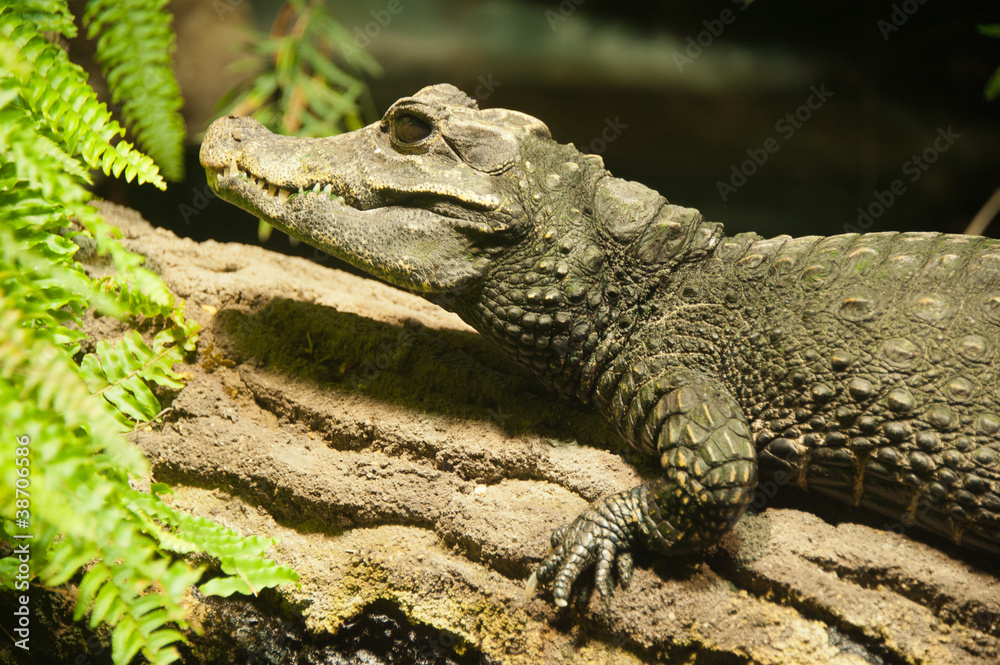 Obraz premium Krokodil