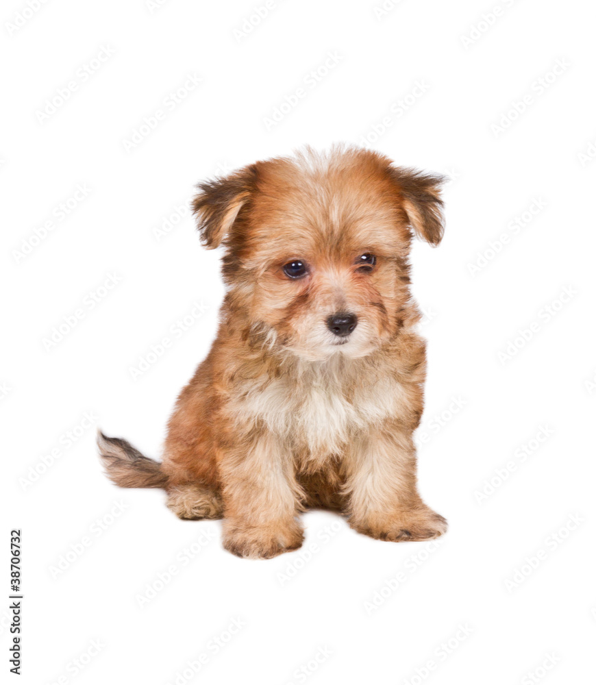 Puppy yorkshire terrier on the white background Puppy yorkshire terrier on the white background