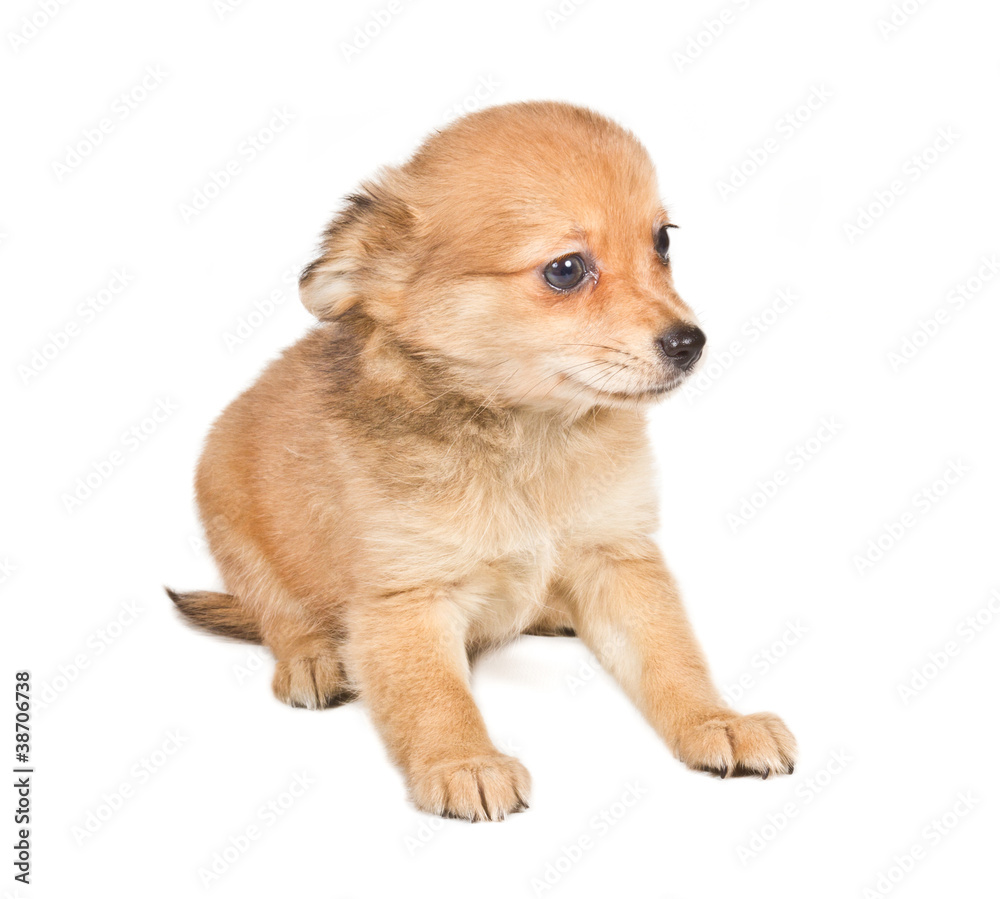 chihuahua puppy (3 months) in front of a white background chihuahua puppy (3 months) in front of a white background