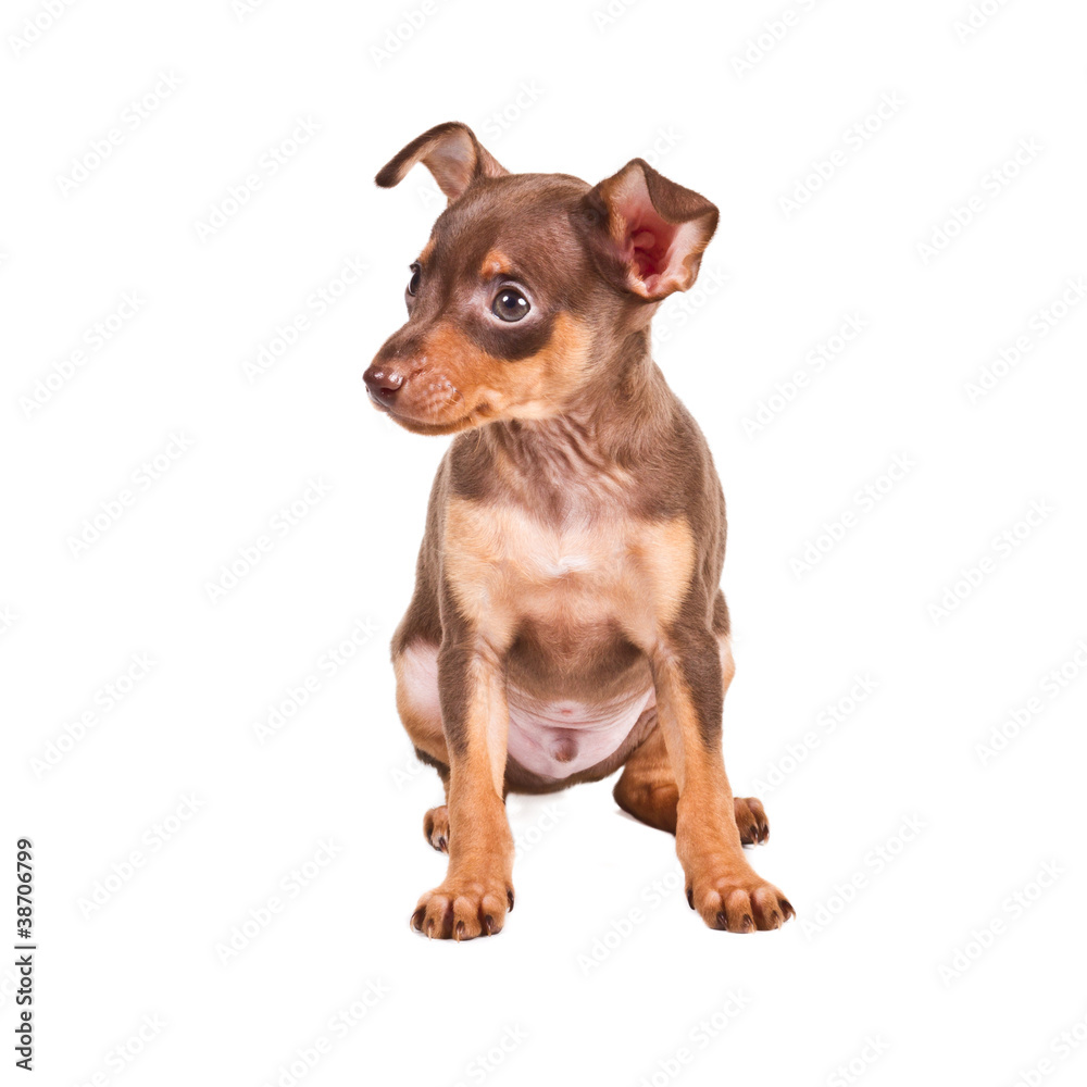 Russian toy terrier on a white background