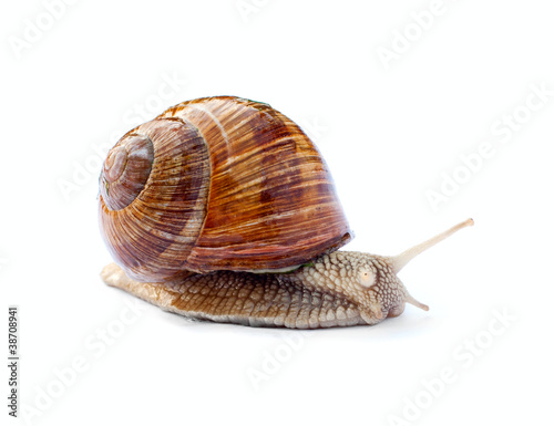 Crawling snail isolated on white background