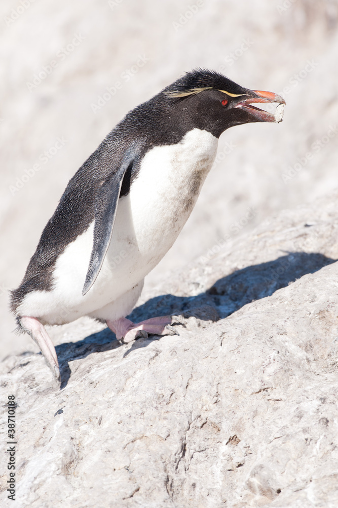 Fototapeta premium Rockhopper penguin (Eudyptes chrysocome) in Patagonia
