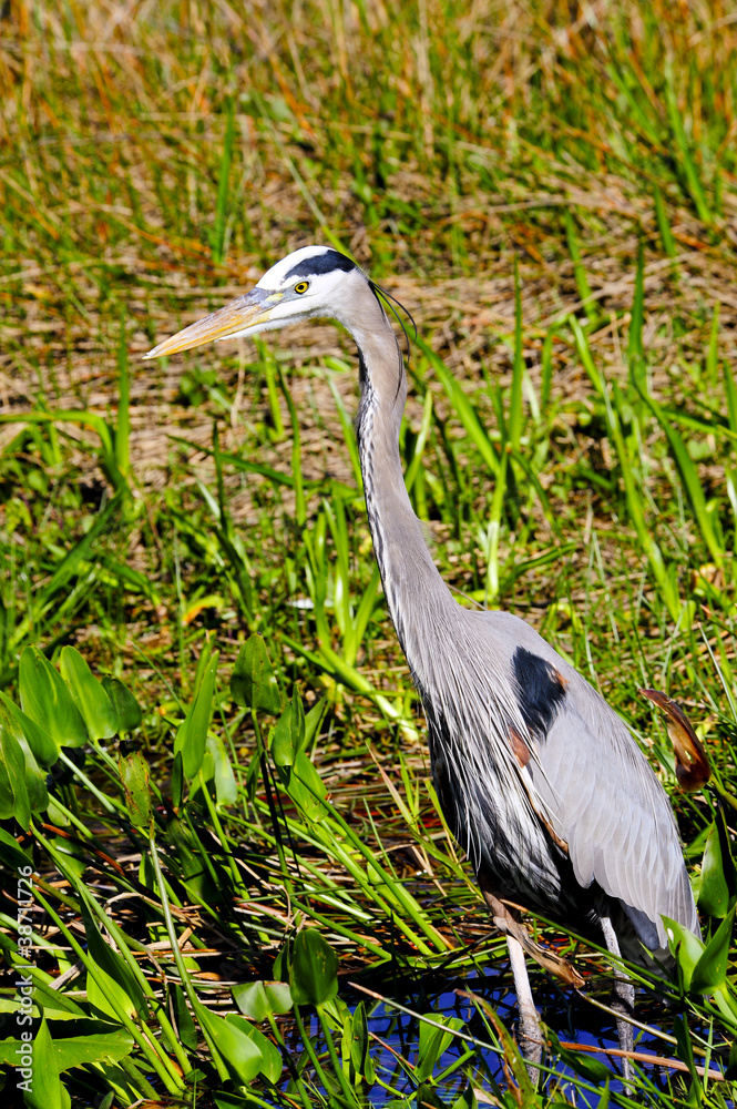 Fototapeta premium Great Blue Heron