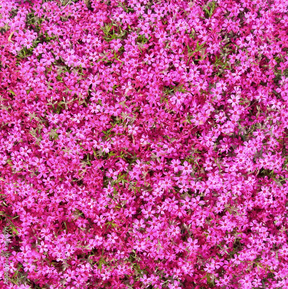 Groundcover with hot pink flowers as background