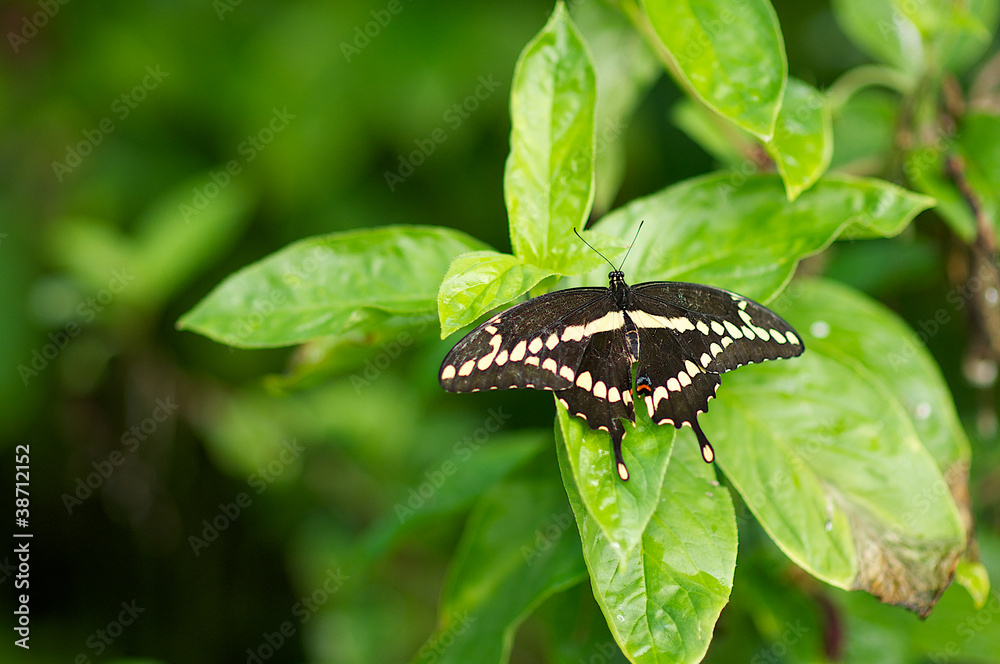 Fototapeta premium Beautiful Swallowtail Butterfly perched on a leaf