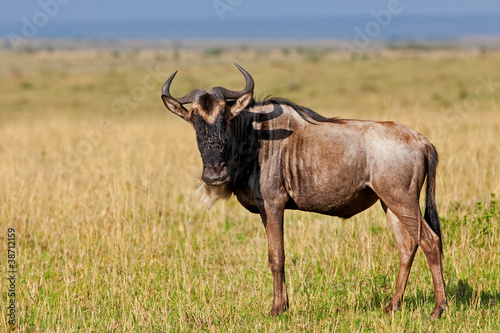Fototapeta Naklejka Na Ścianę i Meble -  Blue Wildebeest - Maasai Mara National Park in Kenya, Africa