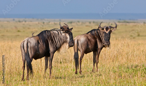 Blue Wildebeests - Maasai Mara National Park in Kenya, Africa © Travel Stock