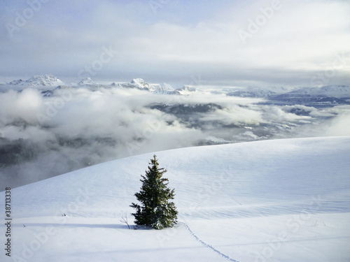 sapin seul dans la montagne photo